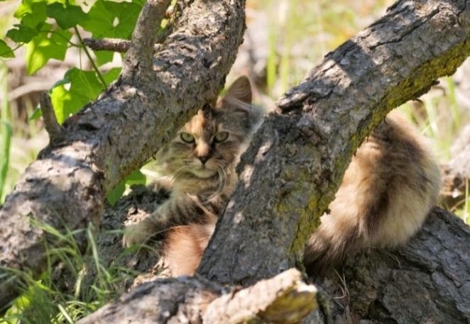 Feral Cats Outwitted by Latest Hi-Tech Approach in Australia