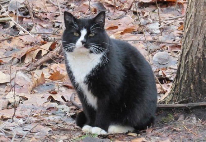 Feral cats - a big problem over the years