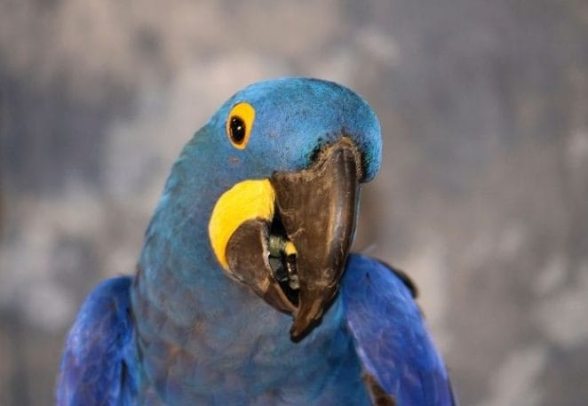 Funny Names For Blue Parrots