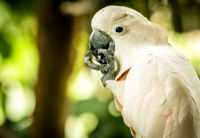 Funny Names For White Parrots