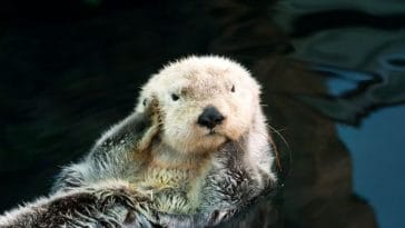 Funny Otter Names - A List of Over 100 Hilarious Names for Pet Otters