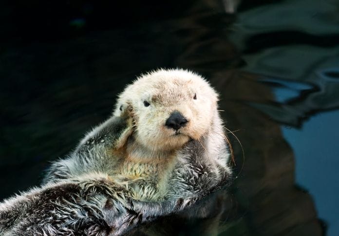 Funny Otter Names - A List of Over 100 Hilarious Names for Pet Otters