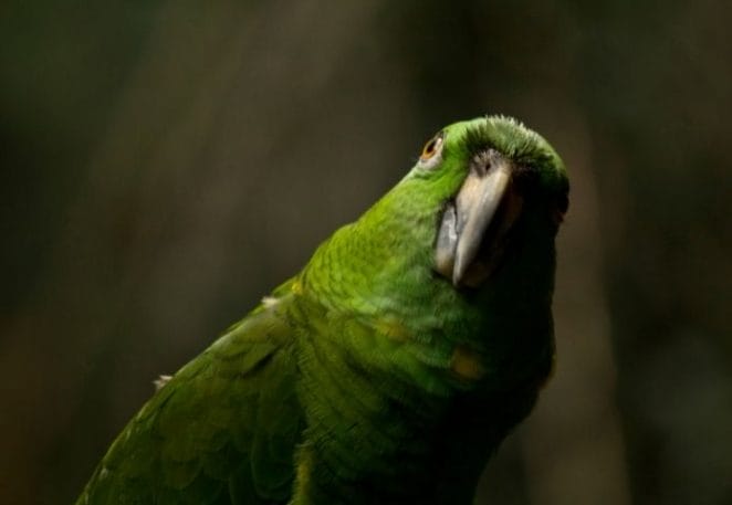 Funny parrot names for a pet parrot