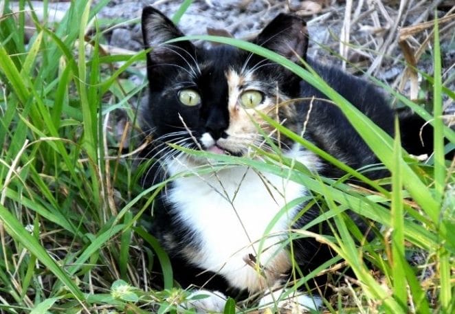 Hi-Tech Approach to Eliminate Feral Cats