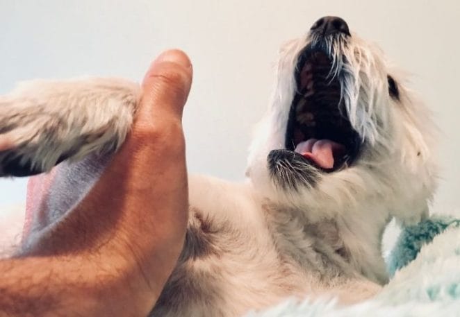 How Cruel Are Fake Dog Rescue Videos?