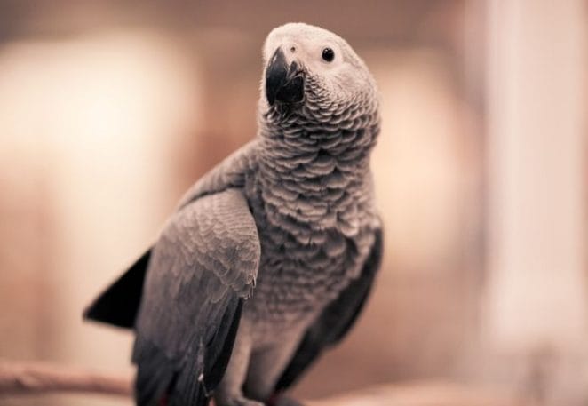 Male African Grey Parrot Names