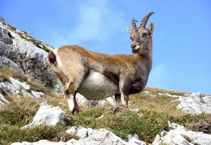 Mountain Goat Names: 90+ Adorable Name Ideas For A Mountain Goat