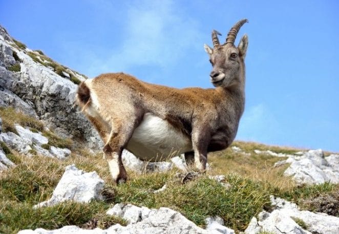 Male Mountain Goat Names