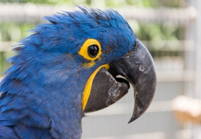 Male Names For Blue Parrots