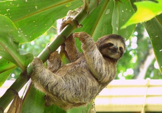 Male Names Like Sloth