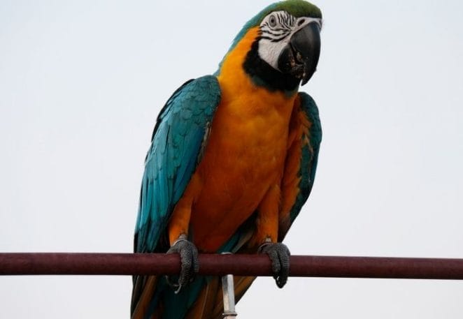 Male Spanish Parrot Names