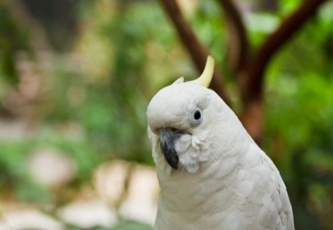 Male White Parrot Names
