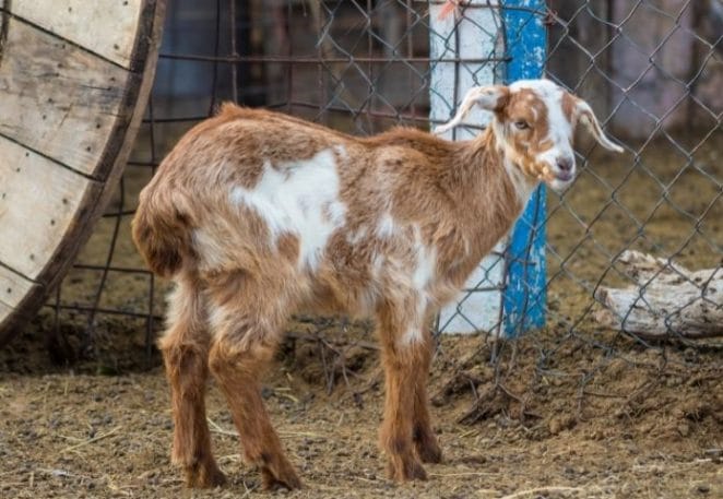 Mexican Goat Names Inspired by Spanish Words