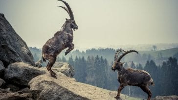 Mountain Goat Names - 90+ Adorable Name Ideas For A Mountain Goat