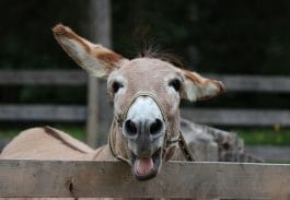 140+ Funny Donkey Names - Funny & Cute Names For A Pet Donkey