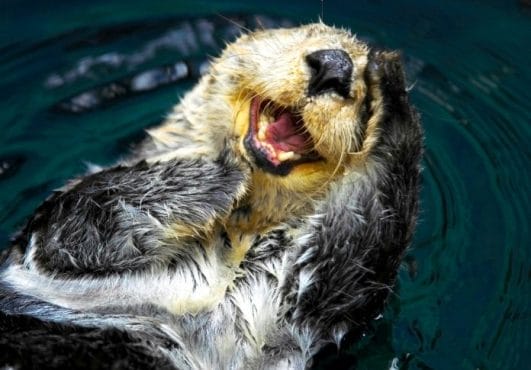 Funny Otter Names: A List of Over 100 Hilarious Names for Pet Otters