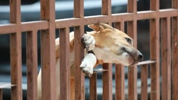 Pet Scam Alert - Fake Dog Rescue Videos Across the Internet