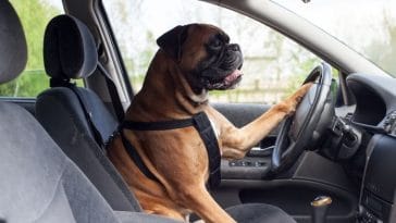 The Best Car Dog Names - 120+ Names For Dogs Inspired by Cars