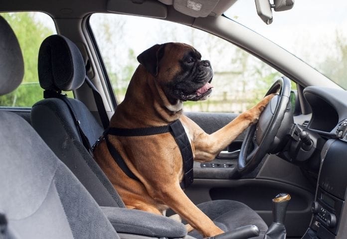 The Best Car Dog Names - 120+ Names For Dogs Inspired by Cars