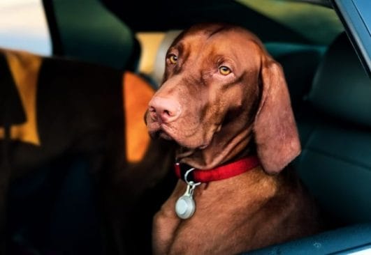 car with dog name