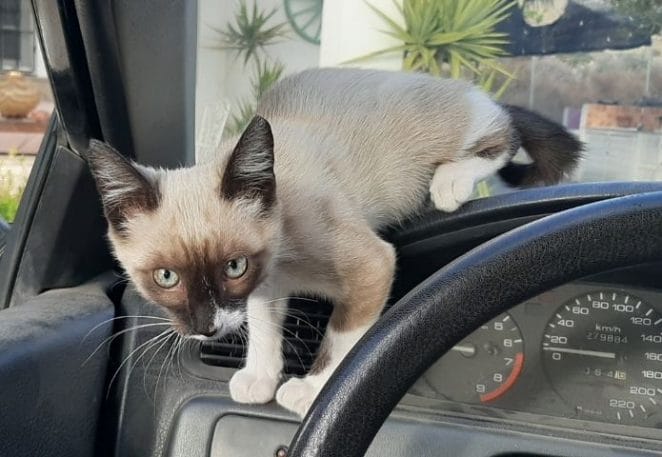 Tough Cat Names Inspired by Cars