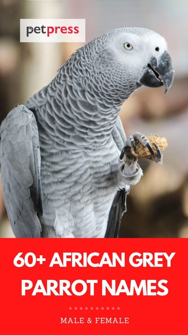 african grey parrot names
