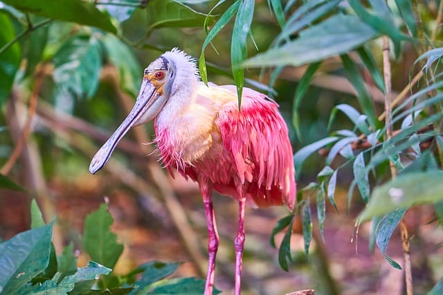 best-pink-bird-names