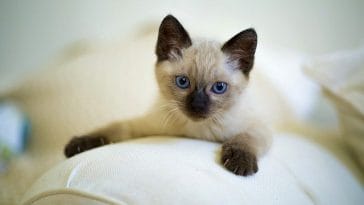 best-unisex-siamese-cat-names