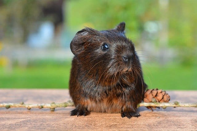 black-guinea-pig-names