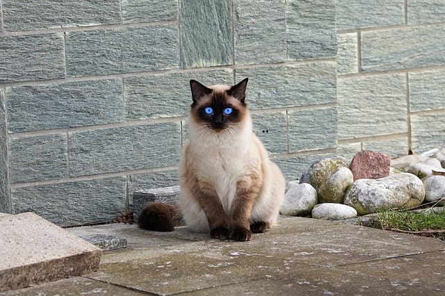 blue-eyed-unisex-siamese-cat-names