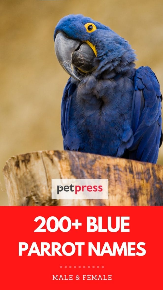 blue parrot names