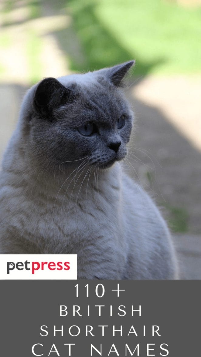 british-shorthair-cat-names