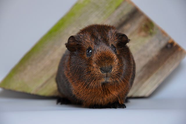 brown-guinea-pig-names