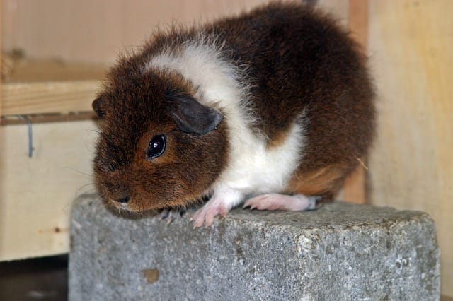 brown-white-guinea-pig-names