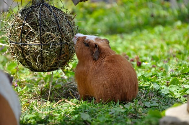 brown-white-guinea-pig-names