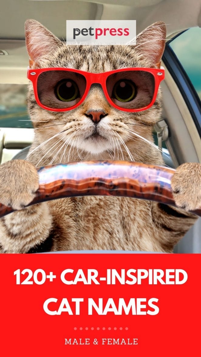 car cat names