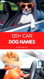 muscle car dog names girl