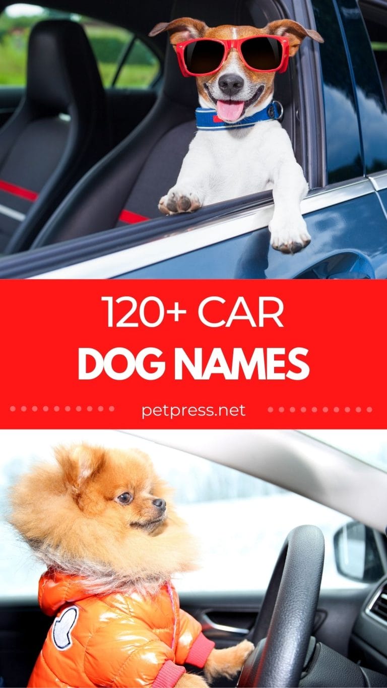 race car names for dogs