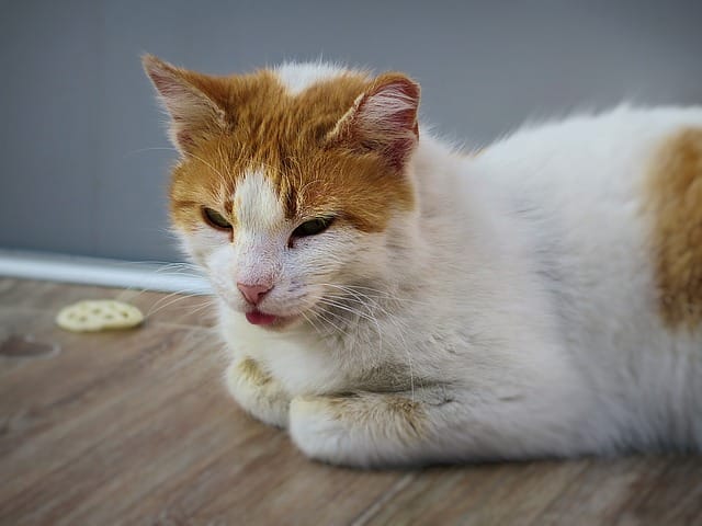 Why Do Elderly Cats Yowl So Much 5 Reason Why why-do-elderly-cats-yowl-so-much-5-reason-why