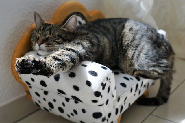 cat-nail-shedding