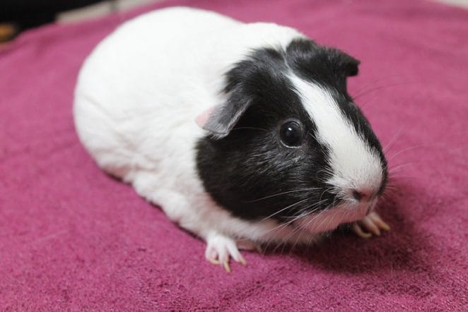 cute-black-white-guinea-pig-names