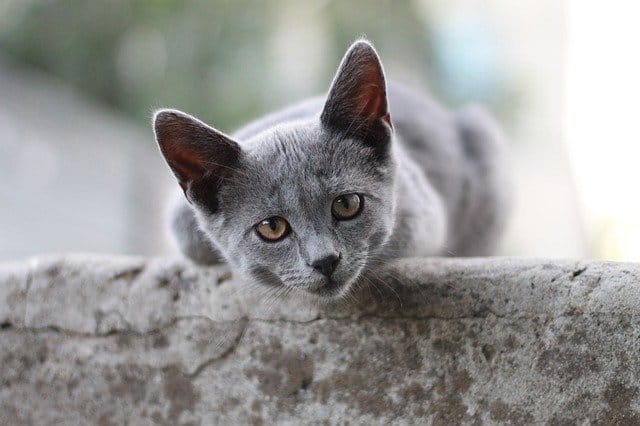 cute-british-shorthair-cat-names