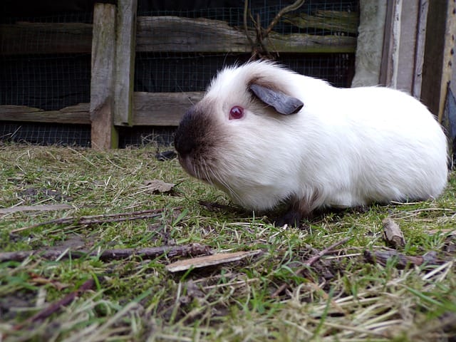 cute-guinea-pig-names