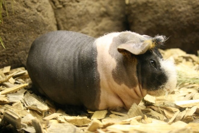 cute-hairless-guinea-pig-names