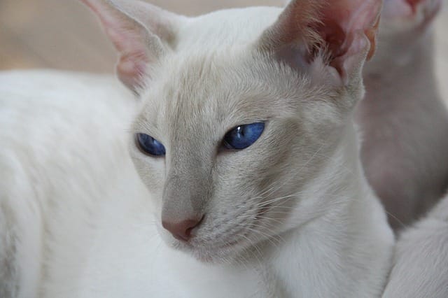 cute-white-siamese-cat-names