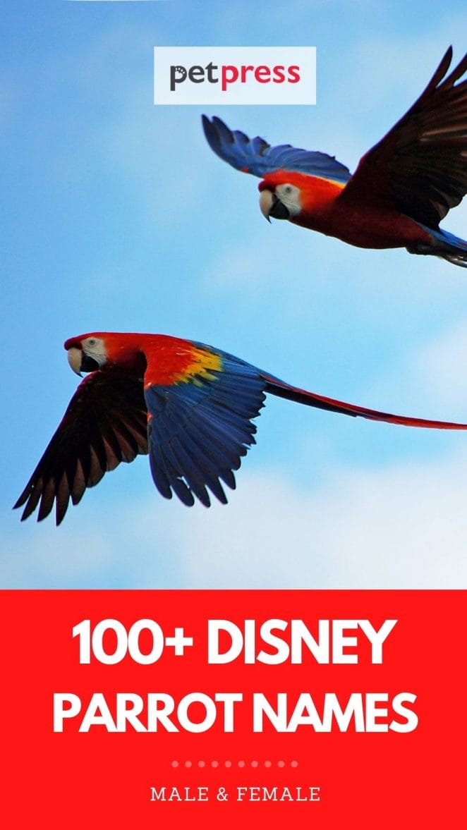 100+ Disney Parrot Names: List of Disney-Inspired Names For Parrots