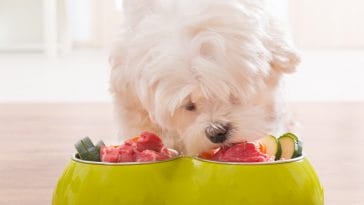 dog-eating-fresh-food