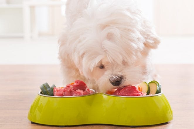 dog-eating-fresh-food