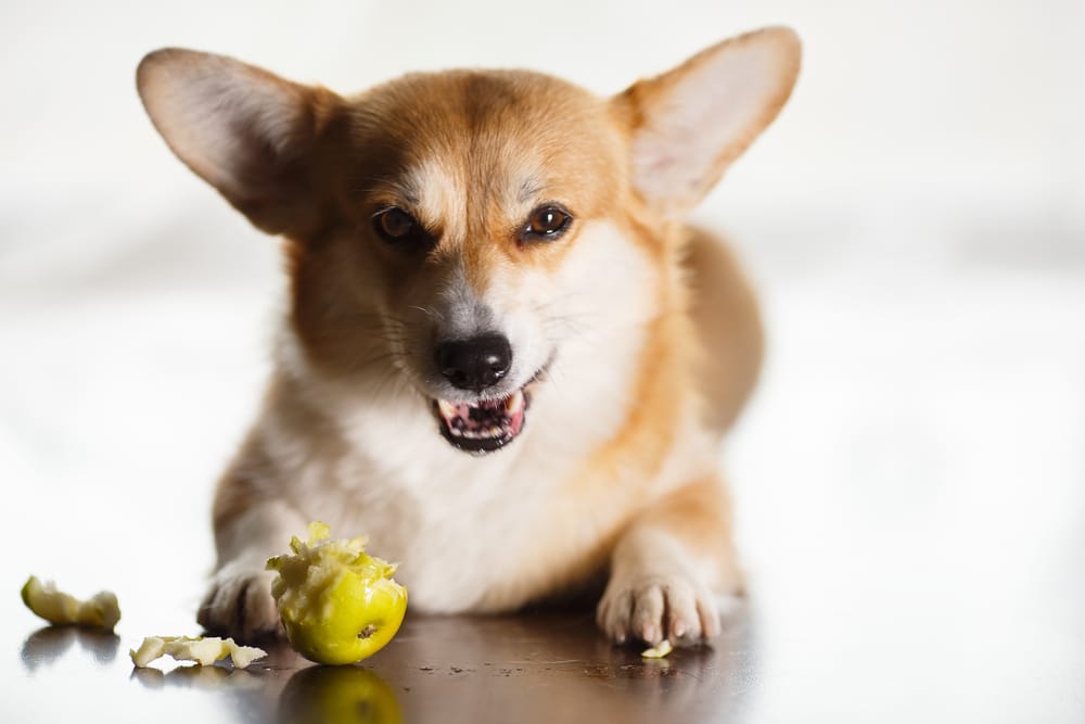 What Fruits Can Dogs Eat These Are The Healthiest Choices Daily Paws 