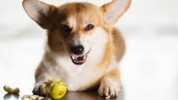 dog-eats-fruit